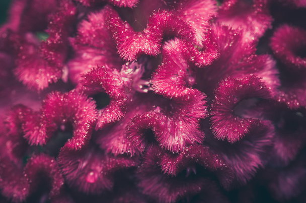 Celosia ou Fleurs de laine ou Cockscomb vintage
 - Photo, image