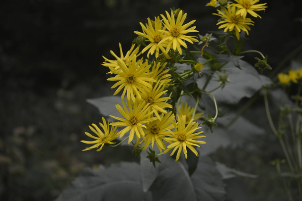 Το Silphium perfoliatum, το φυτό-κύπελλο ή φυτό-κύπελλο, είναι ένα είδος ανθοφόρου φυτού της οικογένειας Asteraceae, ενεργειακών καλλιεργειών, ενσίρωσης, βιομάζας - Φωτογραφία, εικόνα