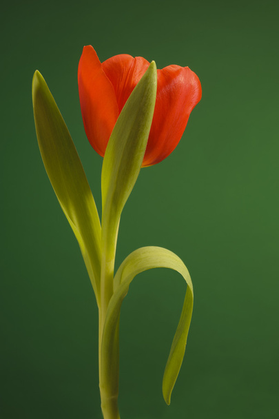 Tulip flower - Photo, Image