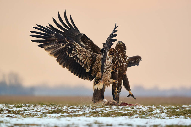 Eagles fighting - Λευκός αετός και Ανατολικός Αυτοκρατορικός Αετός - Φωτογραφία, εικόνα