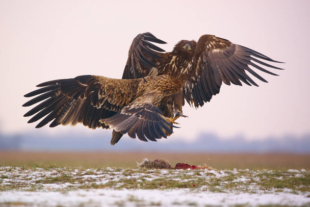 Águilas luchando - Águila de cola blanca y Águila Imperial Oriental - Foto, imagen