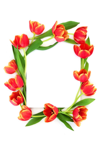 Wiosna czerwony tulipan kwiat abstrakcyjny tło obramowanie z kopia przestrzeń. Wiosna, Dzień Matki i Wielkanoc minimalna koncepcja natury na białym górnym widoku - Zdjęcie, obraz