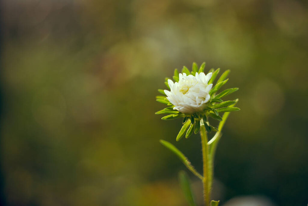 una flor blanca sin soplar en el jardín de verano por la mañana temprano - Foto, imagen