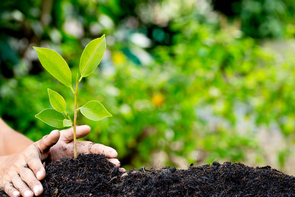 Plantación manual de plantas jóvenes al suelo, la energía natural y el amor el concepto del mundo. - Foto, imagen