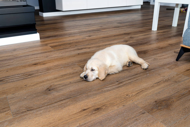 The golden retriever puppy lies on modern vinyl panels in the living room of the house, visible furniture in the background. - Foto, imagen