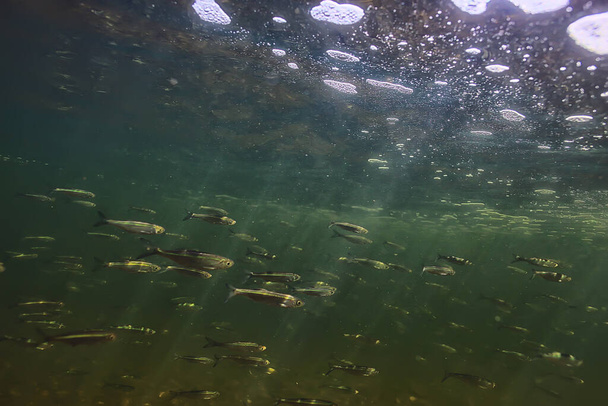 fish underwater shoal, abstract background nature sea ocean ecosystem - Zdjęcie, obraz