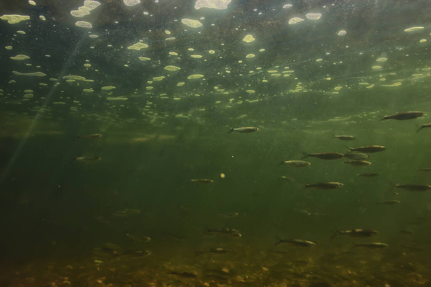 poissons fonds marins, fond abstrait nature océan écosystème - Photo, image