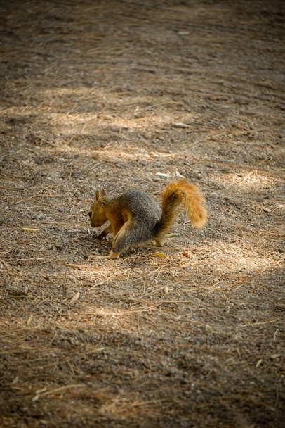 Σκίουρος θάβουν τα τρόφιμα στο έδαφος στη φύση - Φωτογραφία, εικόνα