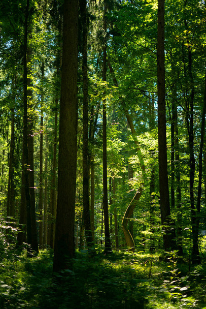 Gyönyörű kilátás nyílik a fák nő az erdőben zöld levelek egy napsütéses napon - Fotó, kép