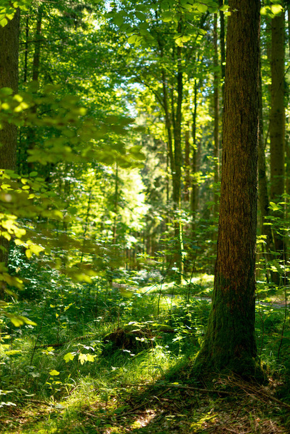 A beautiful view of the trees growing in the forest with green leaves on a sunny day - Fotoğraf, Görsel