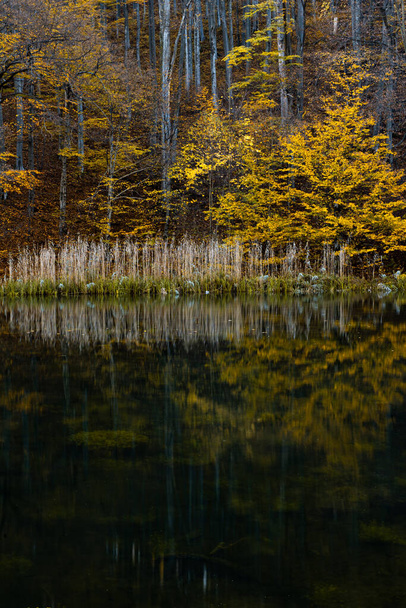 A beautiful autumn landscape by the lake - Fotografie, Obrázek