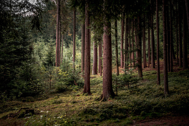 The tall trees and plants in the Bavarian Forest - Fotoğraf, Görsel