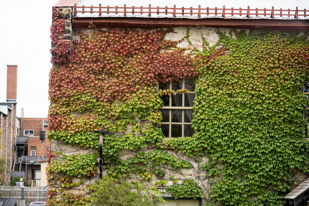 A beautiful old building covered in climbing vascular plants - Фото, изображение