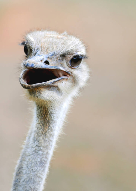 A vertical shot of a gray ostrich head against a blurred background - Φωτογραφία, εικόνα