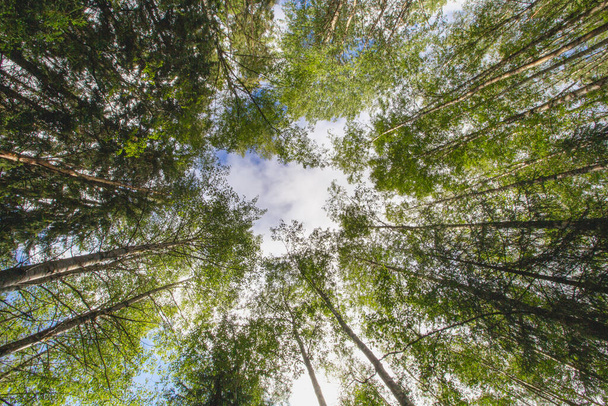 A low angle view of the leaves of trees on the branches of tree growing in the forest on a sunny day - Φωτογραφία, εικόνα