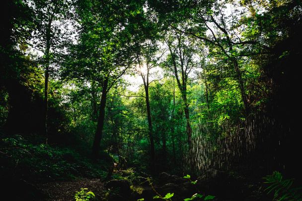 The green foliage in the tropical forest in the morning - Foto, Imagem
