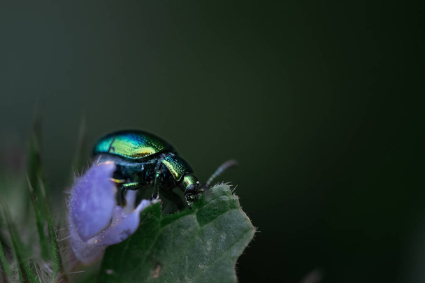 A macro shot of a metallic green beetle on a purple flower against a blurred background - Foto, immagini