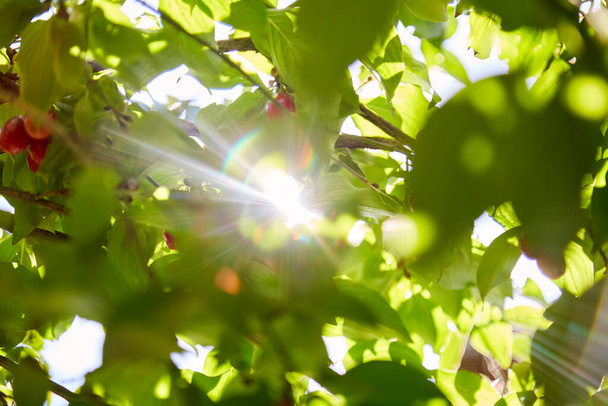 Дерево с фруктами из догвуда в яркий солнечный день. Естественный фон - Фото, изображение