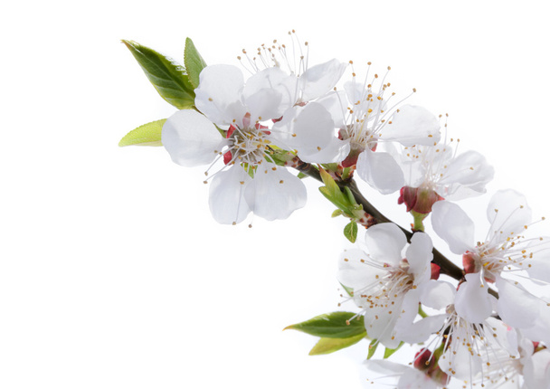meruňky květiny izolované na bílém pozadí - Fotografie, Obrázek