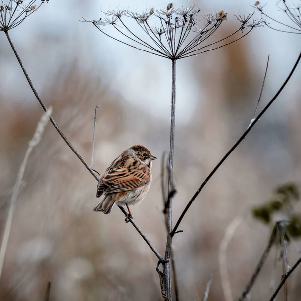 Portrait of a Reed Bunting bird on a background of dry autumn grass stalks. Bird watching, wild life - Photo, Image