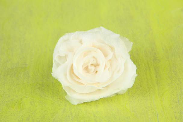 Sugar rose, on color background - Photo, image
