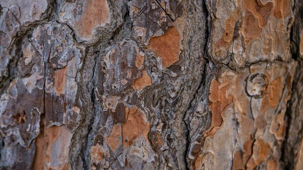 Tronco de pino de piedra de Europa. La corteza marrón del árbol viejo como la textura natural original para el fondo. Concepto de naturaleza para el diseño. Fondo rústico del árbol. Pinus pinea en Sevilla, España - Foto, imagen