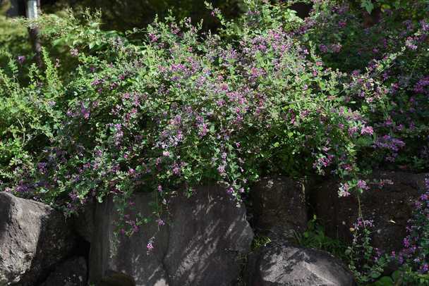 Japon yonca çiçekleri. Japon çalı yoncalarının yumuşacık dallarında yazdan sonbahara kadar güzel mor çiçekleri vardır.. - Fotoğraf, Görsel