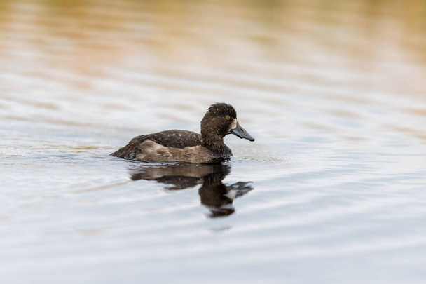 Pato copetudo - Aythya fuligula - ave hembra nadando en un lago - Foto, imagen