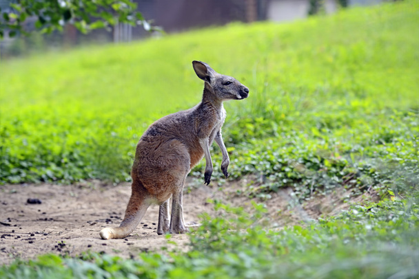 Kangaroos - Photo, Image
