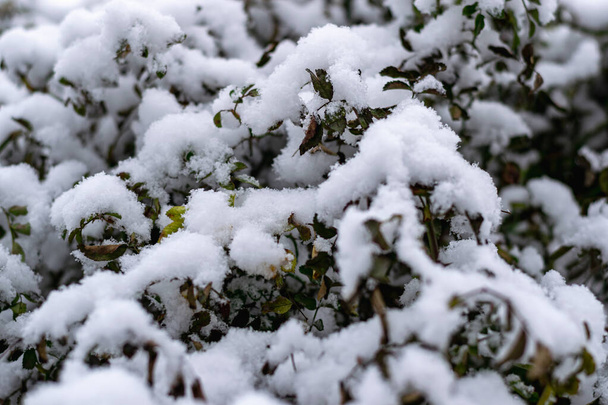 Les premières gelées, le début de l'hiver.La première neige sur les branches des roses de jardin au feuillage non ouvert. Photo horizontale. - Photo, image