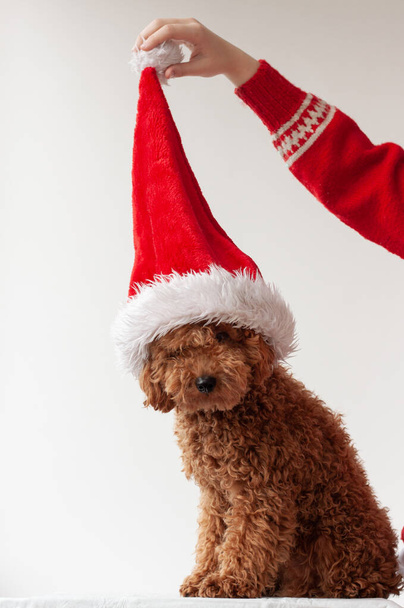 A miniature poodle of red-brown color sits on a white background in a Santa Claus hat, the hand holds the hat by the pompom, the concept of Christmas and New Year. - Foto, Imagen