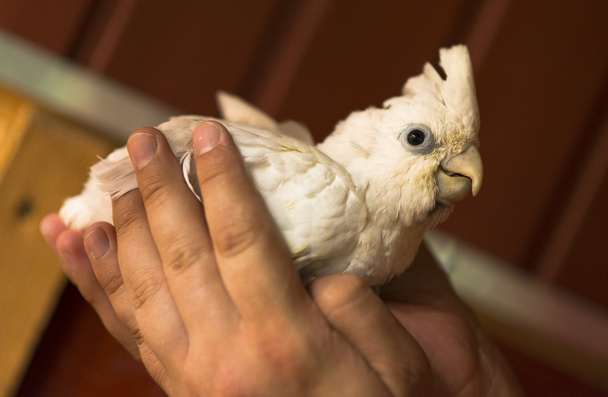 Cockatoo bird - Photo, Image