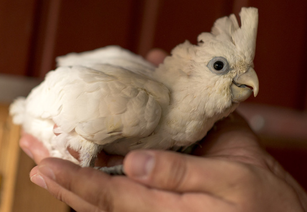 какаду птах
 - Фото, зображення