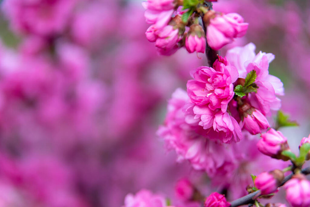 Spring background with pink blossom. Close-up image of the nature - Photo, Image