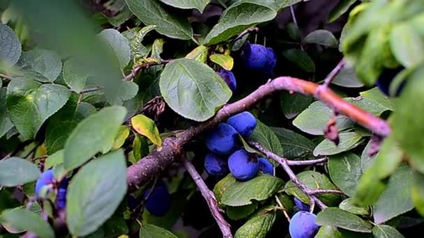 Zweige reifer blauer Pflaumen am Baum - Filmmaterial, Video