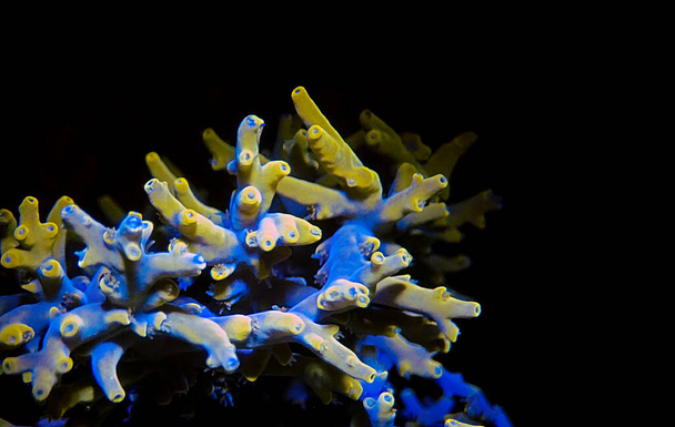 Acropora echinata - вид коротких каменистых кораллов из полипов - Фото, изображение