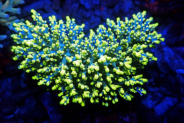 Acropora tenuis - красочные sps коралловые известен на фондовой бирже во всем мире - Фото, изображение