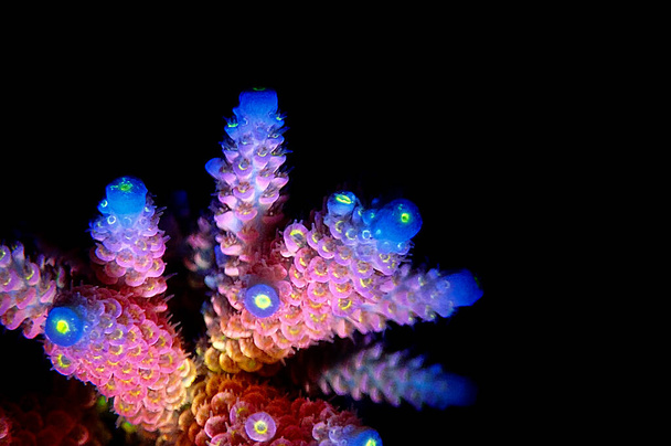 Acropora millepora barevné sps korál na černém pozadí - Fotografie, Obrázek