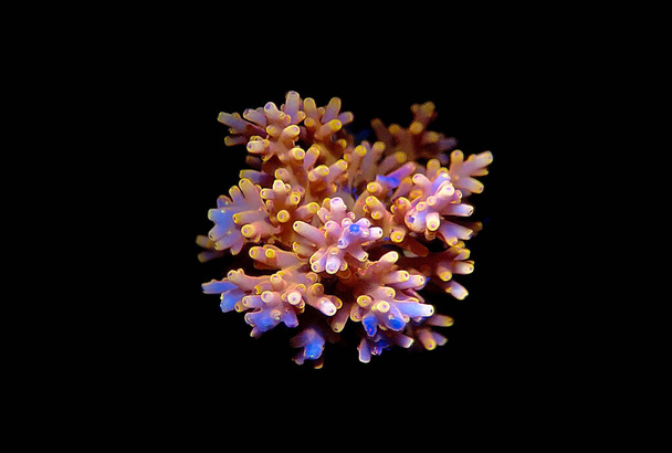 Acropora tenuis - värikäs sps koralli on kuuluisa pörssissä maailmanlaajuisesti - Valokuva, kuva