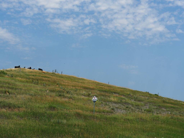 Травянистый склон со стадом выпаса скота на вершине в Небраске, США. - Фото, изображение