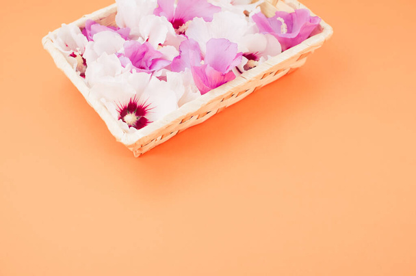 white and pink hibiscus flowers in a wicker canister on an orange background with text space - Photo, image