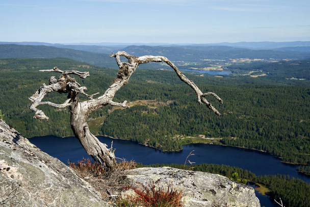 A beautiful view of a dried tree on the cliff against the green landscape in Norway - Foto, afbeelding