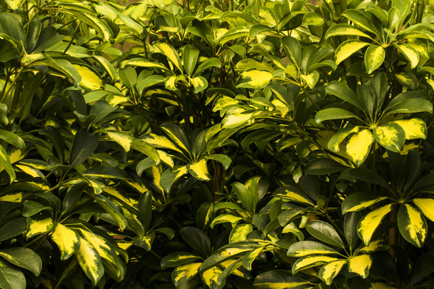 Schefflera arboricola house plants - Photo, Image
