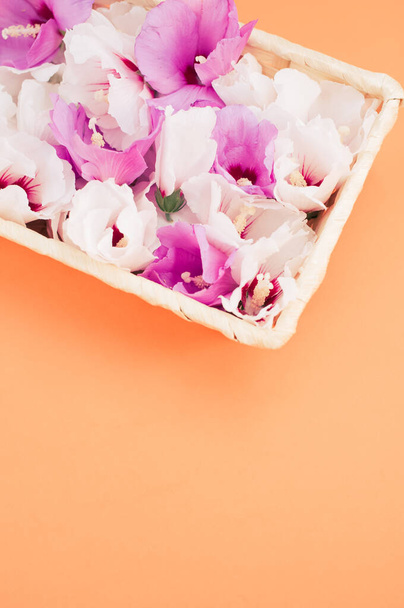 white and pink hibiscus flowers in a wicker canister on an orange background with text space - Photo, image