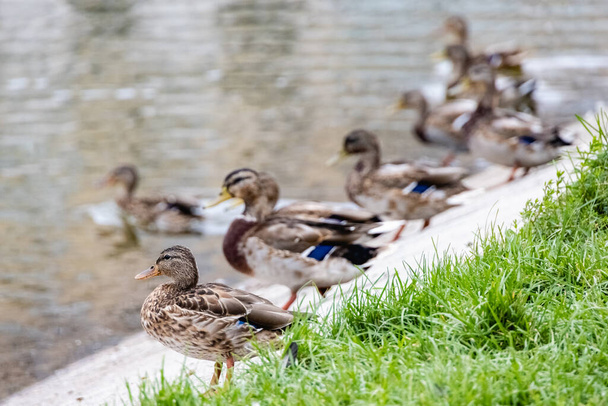 Muitos patos estão sentados na margem da lagoa da cidade. Vida selvagem na cidade. - Foto, Imagem