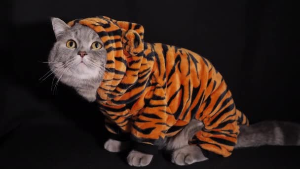 Cat Tiger celebrates New Year 2022 - Footage, Video