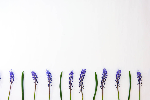 Briefkaart lay-out. Vlakke lay, bovenaanzicht. Klein boeket van blauwe hyacinten en kopieer ruimte voor tekst. Wenskaart voor vakantie. Druiven Hyacint Muscari. Eerste lentebloemen - Foto, afbeelding