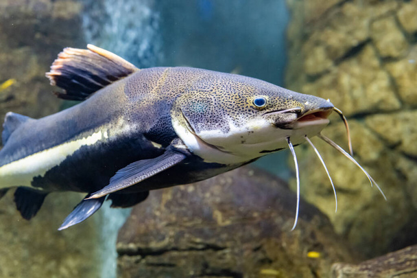 Etelä-Amerikassa. Värikkäitä kaloja mutaisessa joessa. Eläimiä luonnossa. Punahäntämonni, Phractocephalus hemioliopterus, on pimelodid pitkän whiskered monni. - Valokuva, kuva