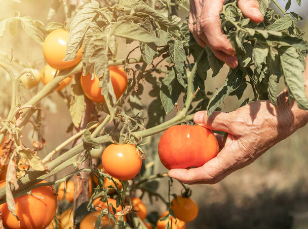 Hand picking ripe tomato from branch of vegetable plant close up - Foto, Bild