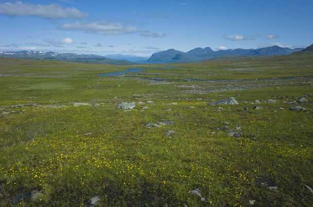 Arctic nature of Scandinavia in warm summer sunny day with blue sky. View from Nordkalottruta or Arctic hiking Trail in northern Sweden. Green meadow with many small yellow flowers - Valokuva, kuva